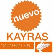 SEMILLA DE MAIZ KAYRAS - CICLO 700 