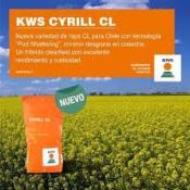 COLZA HIBRIDA CYRILL CL KWS (Con tratamiento Initio) - 1 SACO