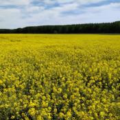 COLZA HIBRIDA SAUROS CL KWS (Con tratamiento Initio) - 1 SACO