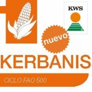 SEMILLA DE MAIZ KERBANIS - CICLO 500 