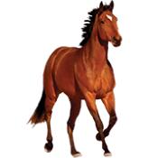 CABALLOS